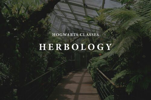 herbology-reference-hogwarts-magical-plants-by-awkwardaffections