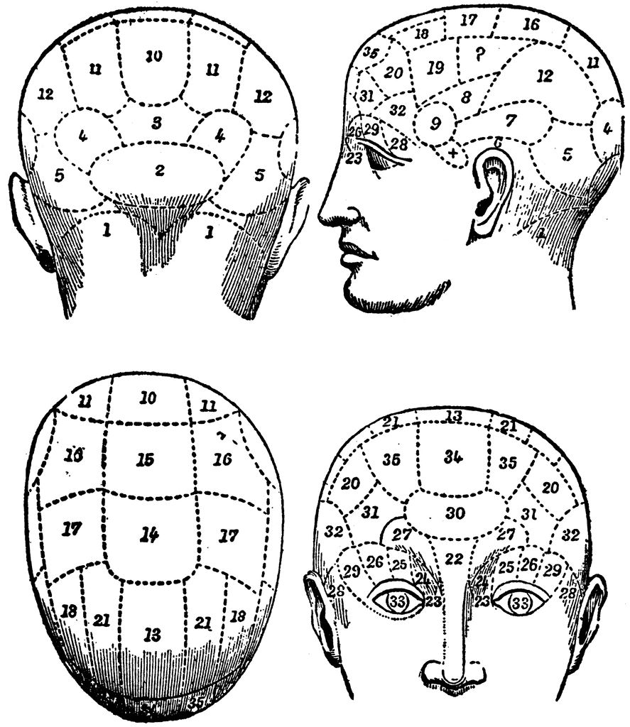 phrenology_23991_lg.gif
